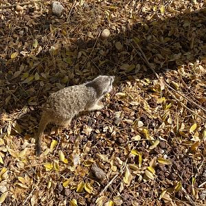Meerkat