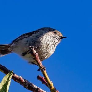 Brown Thornbill