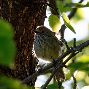 Brown Thornbill