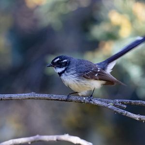 Grey Fantail
