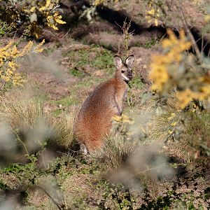 Red-necked Wallaby