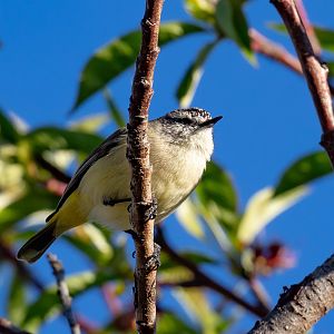 Yellow-rumped Thornbill