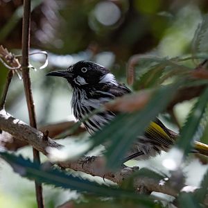 New Holland Honeyeater