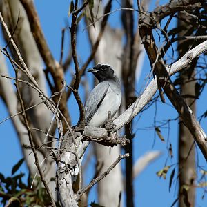 Black-faced Cuckoo-shrike