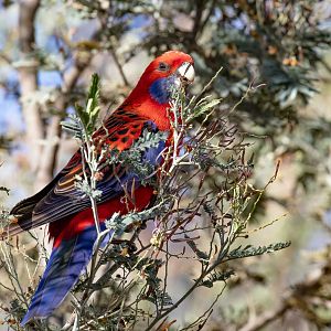 Crimson Rosella