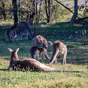 Eastern Grey Kangaroos