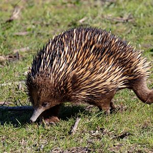Echidna