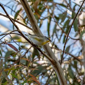 Striated Pardalote