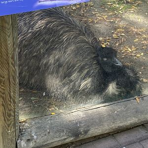 Emu