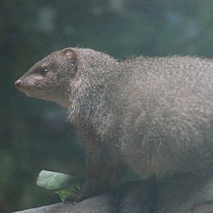 Sumatran mongoose (Urva javanica rafflesii) under the light