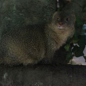 Sumatran mongoose (Urva javanica rafflesii) idle