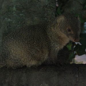 Sumatran mongoose (Urva javanica rafflesii) looking downward