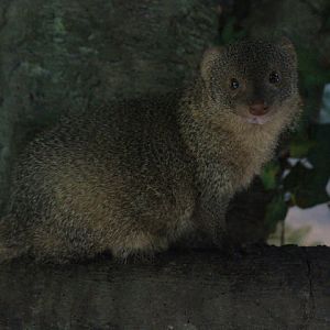 Sumatran mongoose (Urva javanica rafflesii) looking at the camera