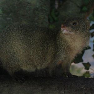 Sumatran mongoose (Urva javanica rafflesii) looking away