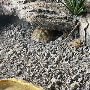 Egyptian tortoise