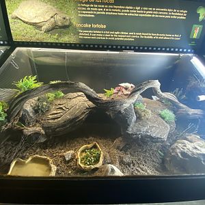 Pancake tortoise exhibit