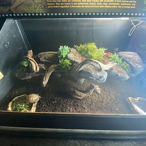 Three-toed box turtle exhibit