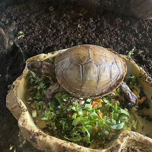 Three-toed box turtle