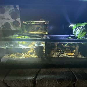 Spotted turtle and Iberian ribbed newt exhibits