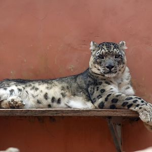 Snow Leopard