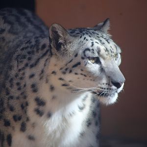Snow Leopard