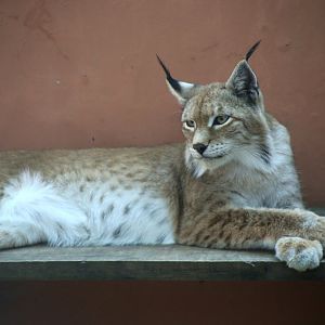 Central Asian Lynx (Lynx lynx isabellinus)