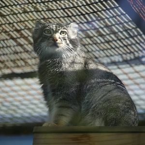 Himalayan Pallas's Cat (Otocolobus manul nigripectus)