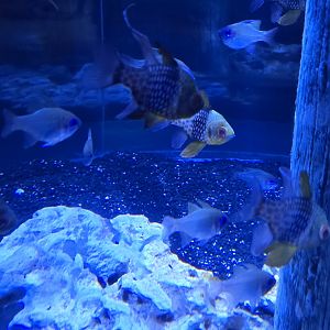 Shorelines - Blue streak and Pajama Cardinalfish