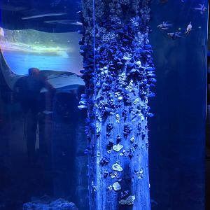 Shorelines - Blue streak and Pajama Cardinalfish