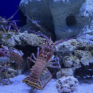 Shorelines - Lobster