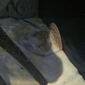 MORPH'D - Potamotrygon (unspecified)