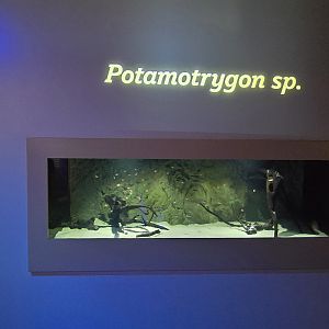 MORPH'D - Potamotrygon (unspecified)