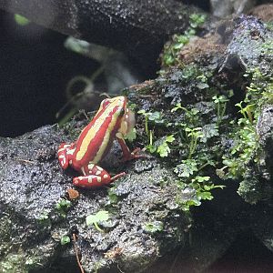 MORPH'D - Epipedobates