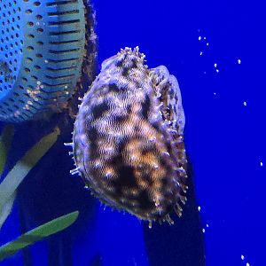 Reef Secrets - Tiger Cowrie