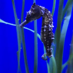 Reef Secrets - Lined seahorse