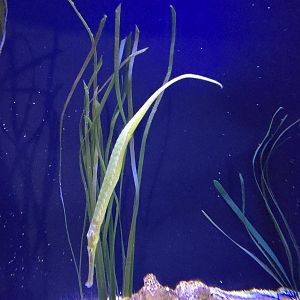 Reef Secrets - Alligator pipefish