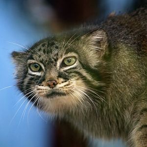 Himalayan Pallas's Cat (Otocolobus manul nigripectus)
