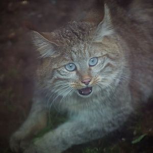 Chinese Mountain Cat (Felis bieti)