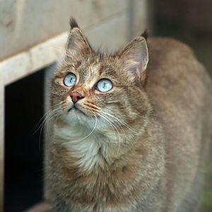 Chinese Mountain Cat (Felis bieti)