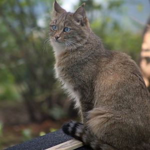 Chinese Mountain Cat (Felis bieti)