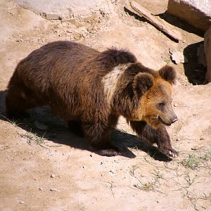 Tibetan Blue Bear (Ursus arctos pruinosus)