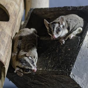 Sugar gliders