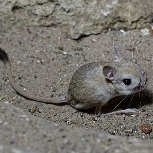 Greater Egyptian jerboa
