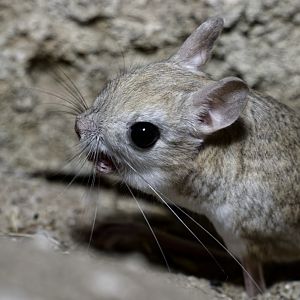 Greater Egyptian jerboa