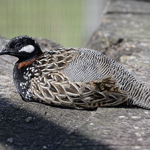 Black francolin