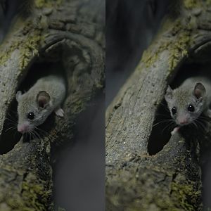 African dormouse double