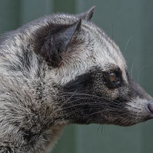 Common palm civet