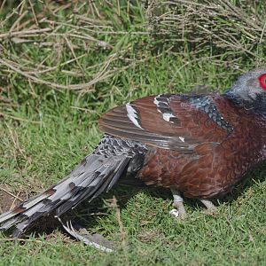Hume's bar-tailed pheasant