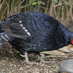 Mikado pheasant