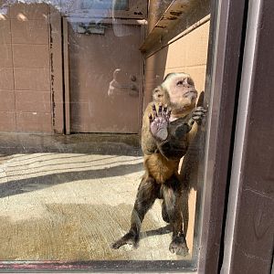 Brown Capuchin (Himeji City Zoo)